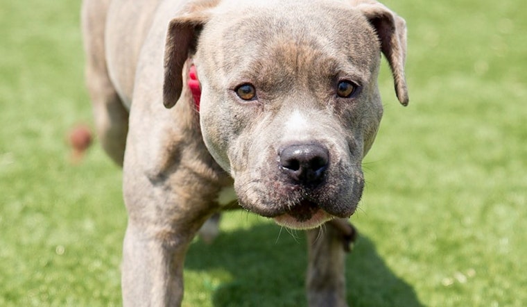 Dogs in Cleveland looking for their furr-ever homes