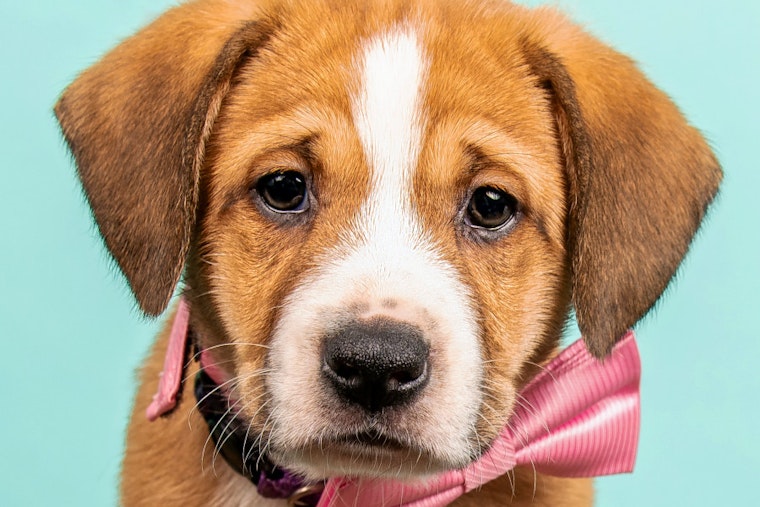 Puppies in Cincinnati looking for their furr-ever homes