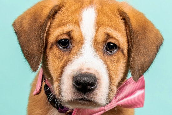 Puppies in Cincinnati looking for their furr-ever homes