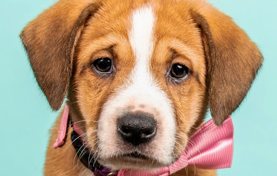 Puppies in Cincinnati looking for their furr-ever homes