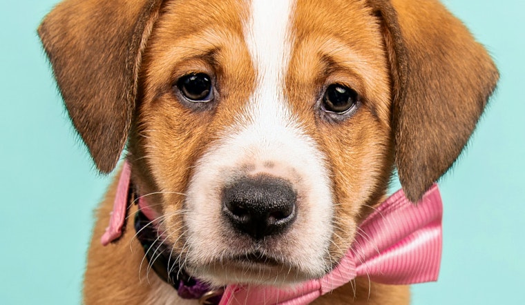Puppies in Cincinnati looking for their furr-ever homes