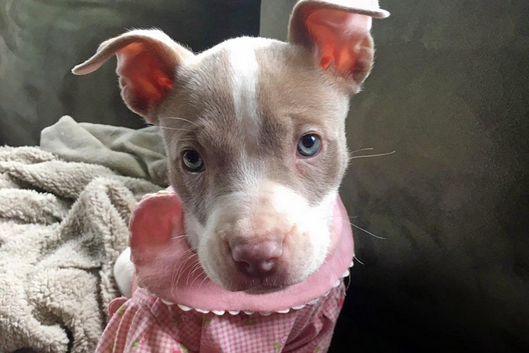 Puppies in Detroit looking for their furr-ever homes