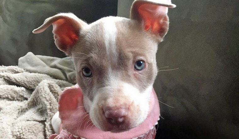 Puppies in Detroit looking for their furr-ever homes