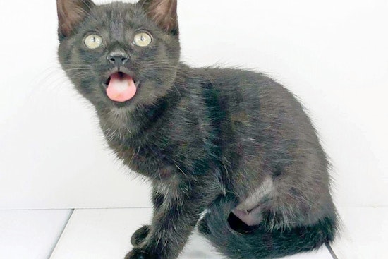 Kittens in Raleigh looking for their furr-ever homes