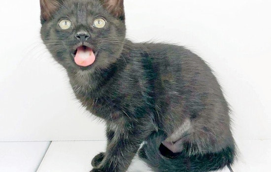 Kittens in Raleigh looking for their furr-ever homes
