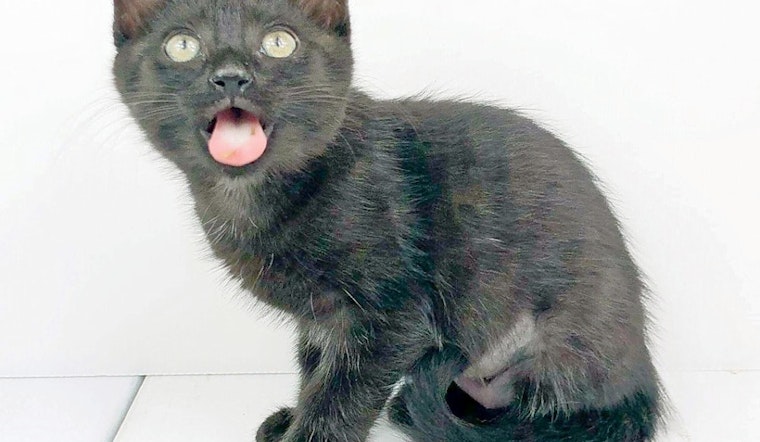 Kittens in Raleigh looking for their furr-ever homes