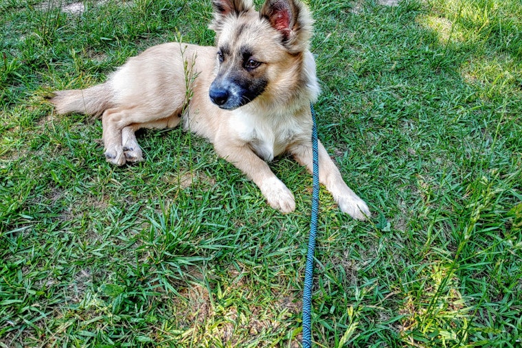 Dogs in Charlotte looking for their furr-ever homes