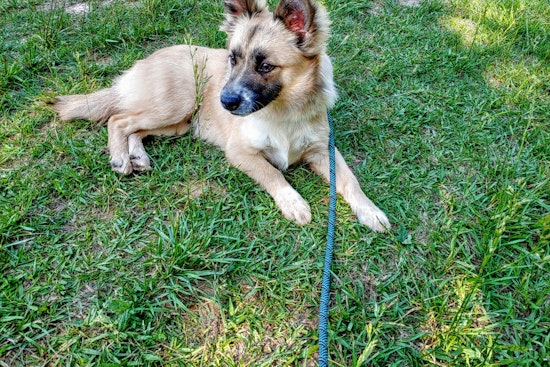 Dogs in Charlotte looking for their furr-ever homes