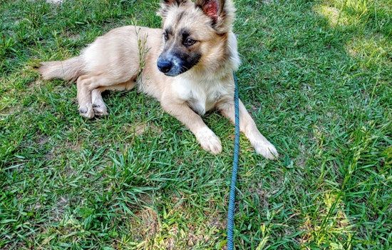 Dogs in Charlotte looking for their furr-ever homes