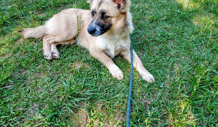 Dogs in Charlotte looking for their furr-ever homes