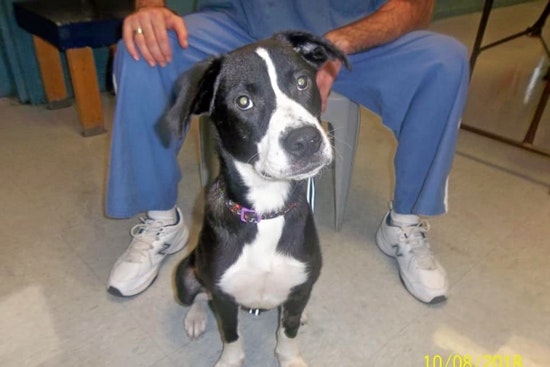 Dogs in Jacksonville looking for their furr-ever homes