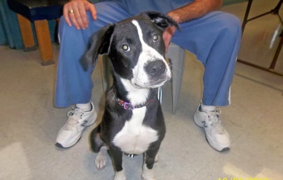 Dogs in Jacksonville looking for their furr-ever homes