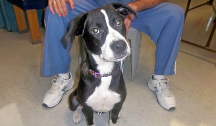 Dogs in Jacksonville looking for their furr-ever homes