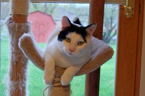 Cats in Indianapolis looking for their furr-ever homes