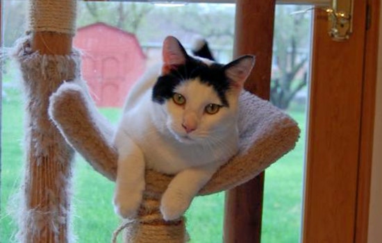 Cats in Indianapolis looking for their furr-ever homes