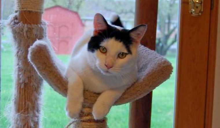Cats in Indianapolis looking for their furr-ever homes