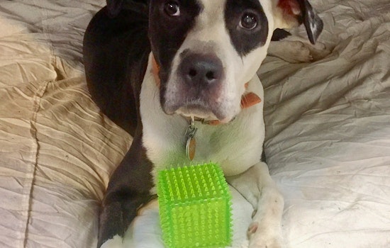 Dogs in Memphis looking for their furr-ever homes