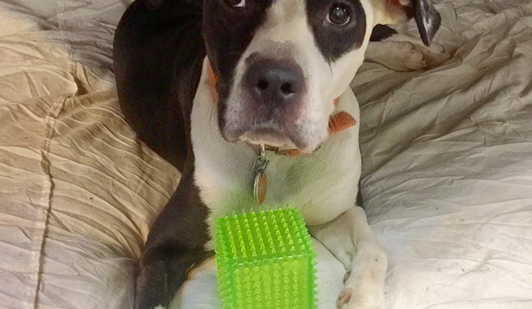 Dogs in Memphis looking for their furr-ever homes