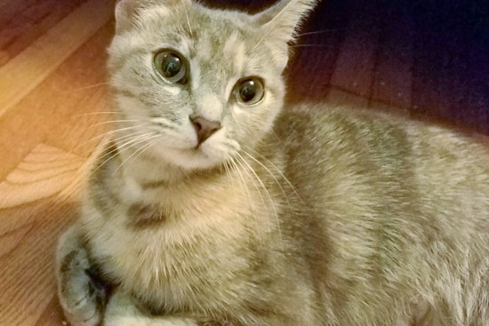Cats in Houston looking for their furr-ever homes