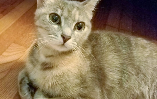 Cats in Houston looking for their furr-ever homes