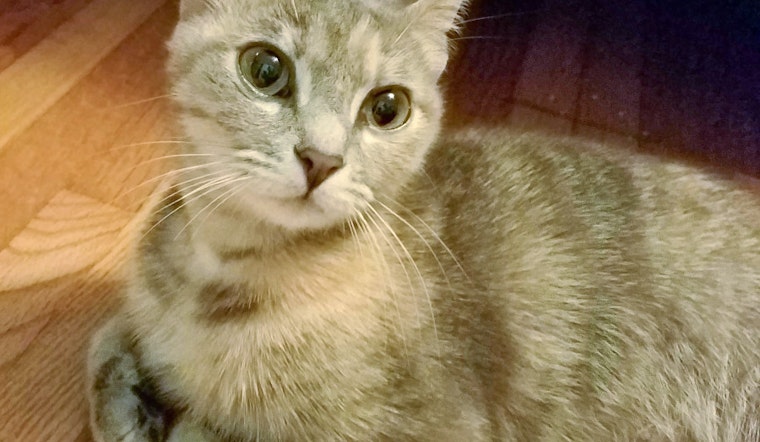 Cats in Houston looking for their furr-ever homes