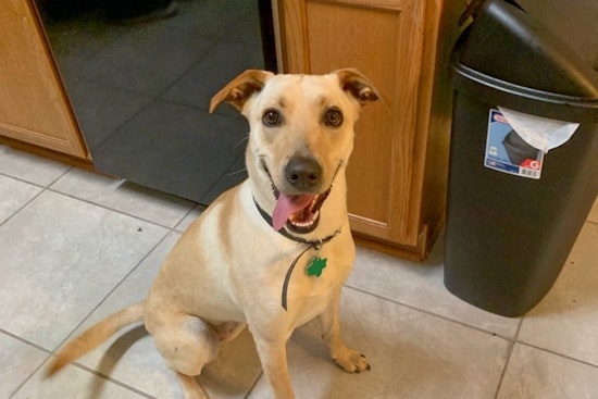 Dogs in San Antonio looking for their furr-ever homes