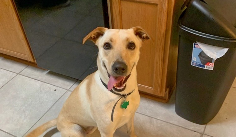 Dogs in San Antonio looking for their furr-ever homes