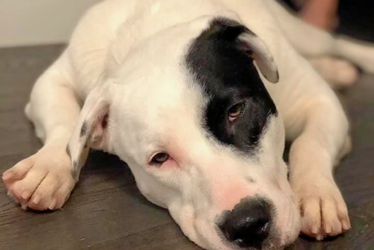 Dogs in Dallas looking for their furr-ever homes