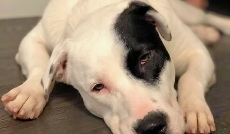 Dogs in Dallas looking for their furr-ever homes