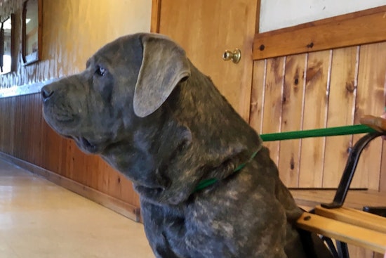 Dogs in Arlington looking for their furr-ever homes