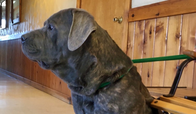 Dogs in Arlington looking for their furr-ever homes