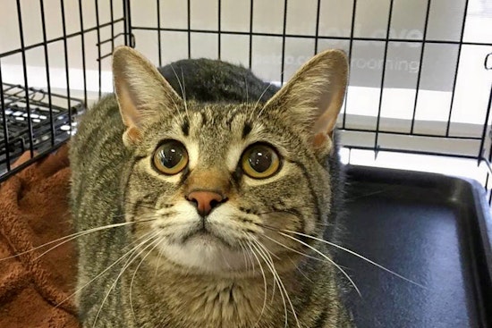 Kittens in Omaha looking for their furr-ever homes