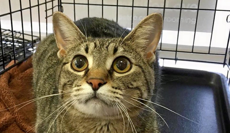 Kittens in Omaha looking for their furr-ever homes