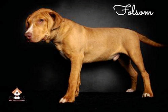 Puppies in Tulsa looking for their furr-ever homes