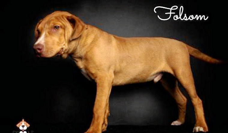 Puppies in Tulsa looking for their furr-ever homes