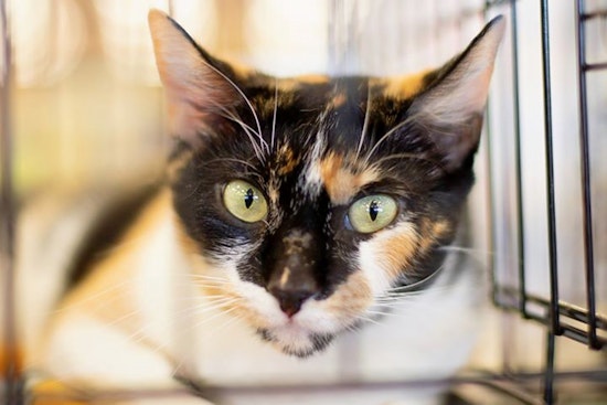 Cats in Phoenix looking for their furr-ever homes
