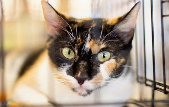 Cats in Phoenix looking for their furr-ever homes