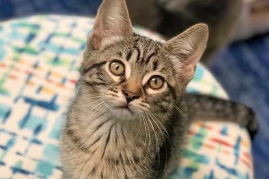Kittens in Los Angeles looking for their furr-ever homes