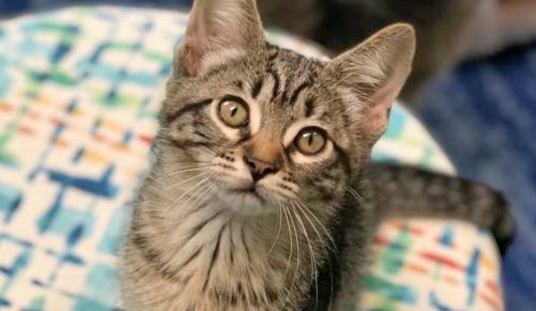 Kittens in Los Angeles looking for their furr-ever homes
