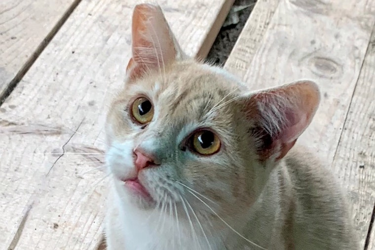 Cats in Long Beach looking for their furr-ever homes