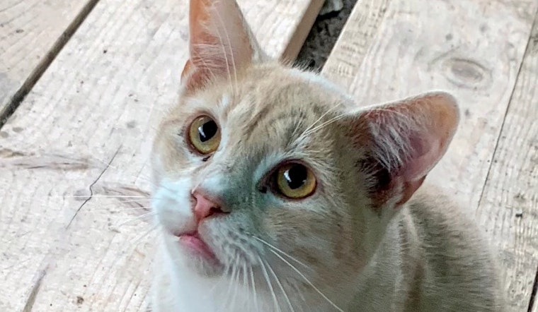 Cats in Long Beach looking for their furr-ever homes
