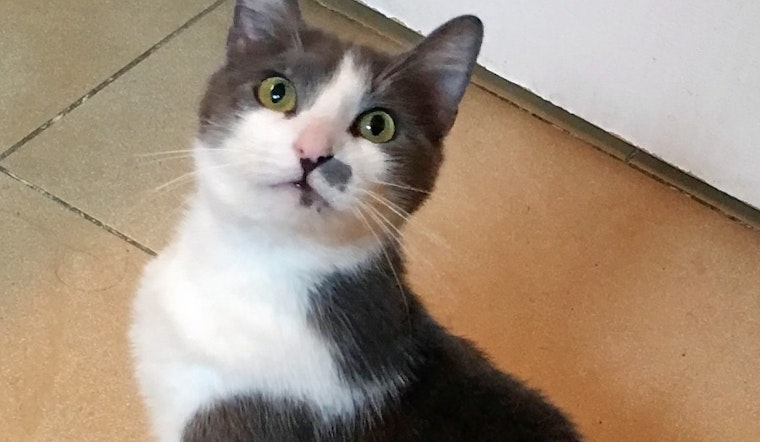 Cats in Anaheim looking for their furr-ever homes