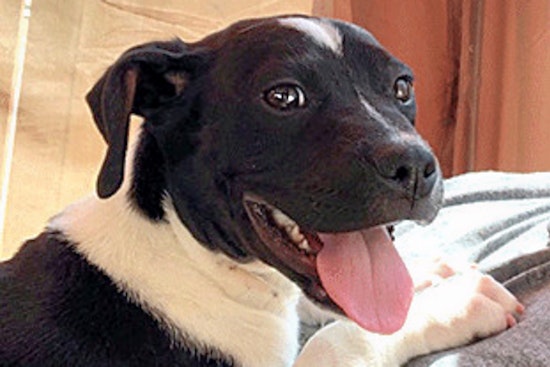 Puppies in Oakland looking for their furr-ever homes