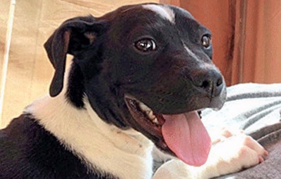 Puppies in Oakland looking for their furr-ever homes