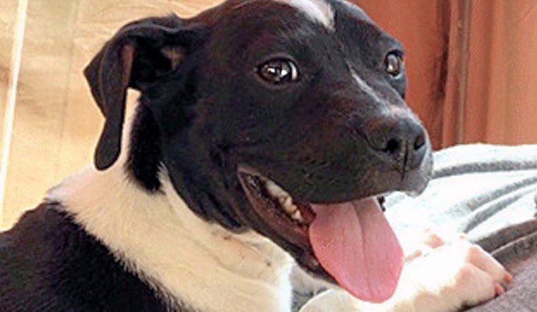 Puppies in Oakland looking for their furr-ever homes