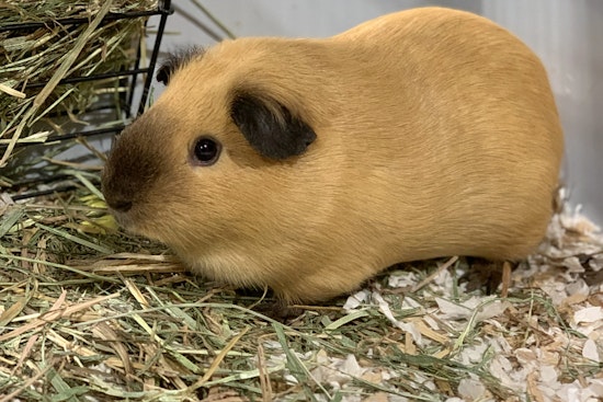 Purr-fect pets to adopt in and around Seattle