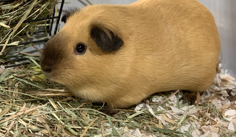 Purr-fect pets to adopt in and around Seattle