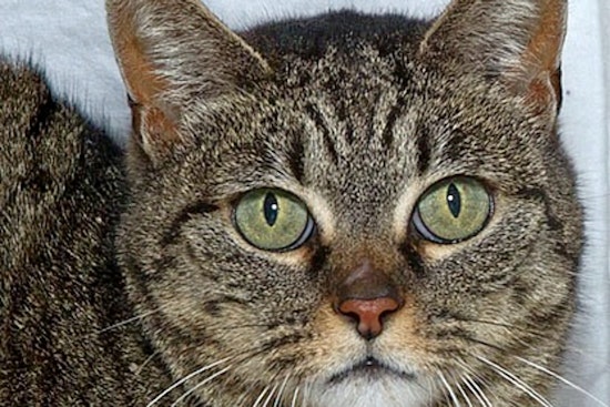 Cats in Sacramento looking for their furr-ever homes