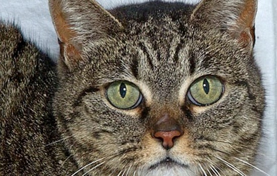 Cats in Sacramento looking for their furr-ever homes