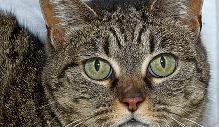 Cats in Sacramento looking for their furr-ever homes